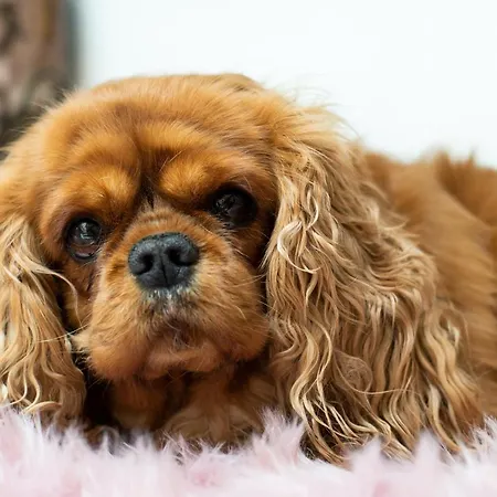 Zum Vetter Πανσιόν